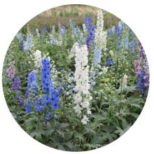 Wholesale pot plant mix color perennial double flower delphinium seeds